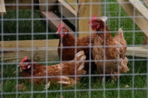 get Horse-run-in-shed-and-chicken-coop-designs-in-ky